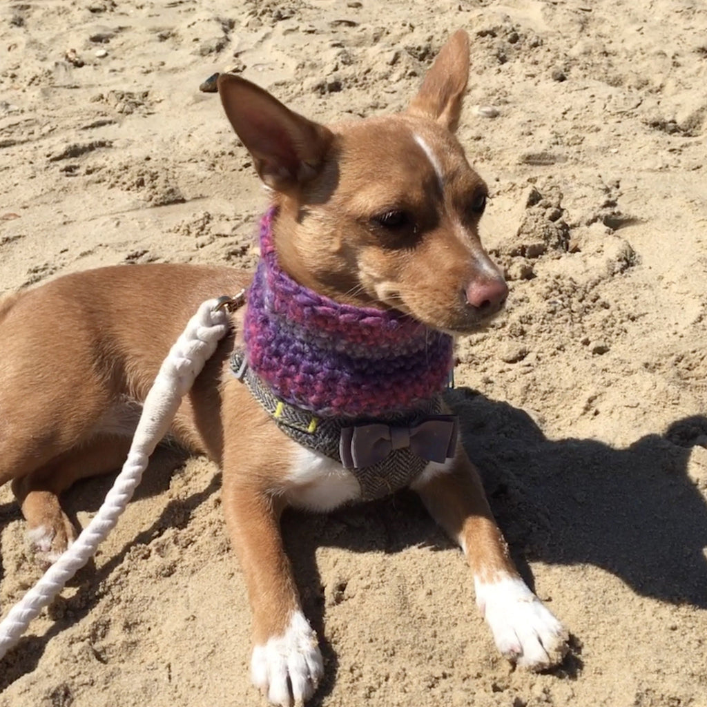Ombré Purple & Pink Crochet Dog Snood / Buff-2